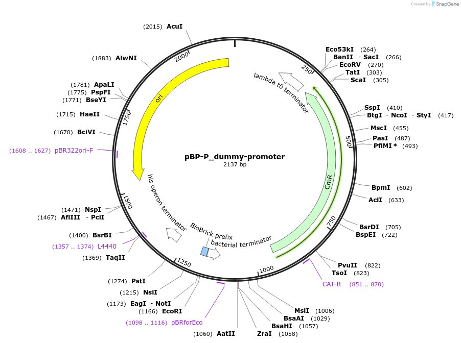 204069-plasmid-map-sequence-id-418204