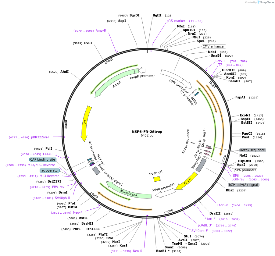 210317-plasmid-map-sequence-id-418205