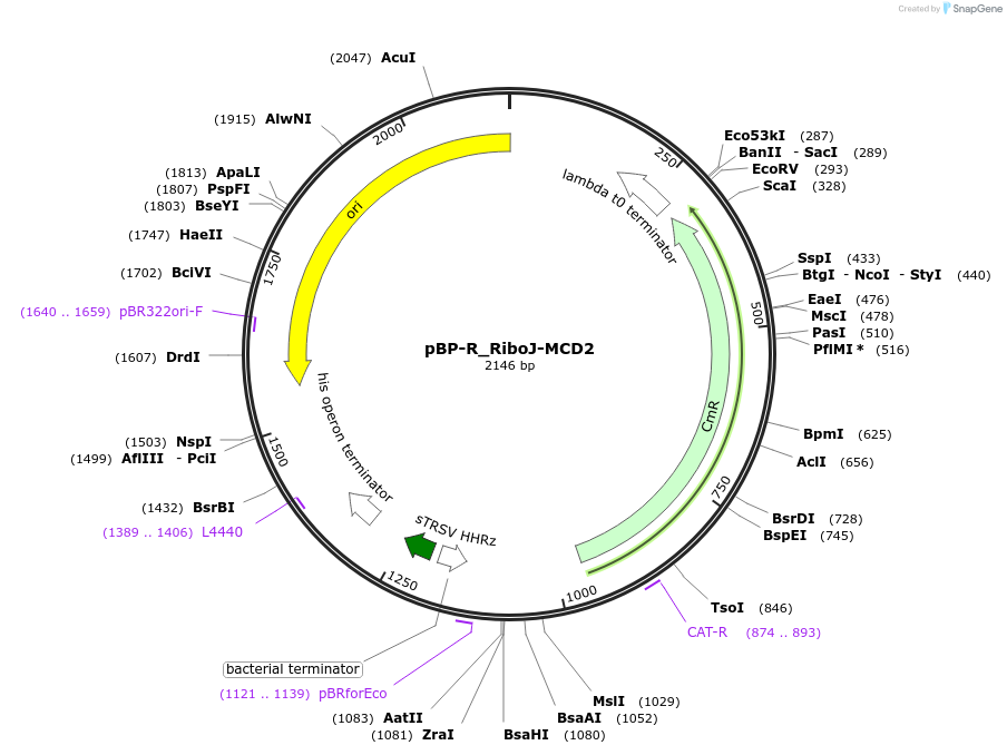 204082-plasmid-map-sequence-id-418209