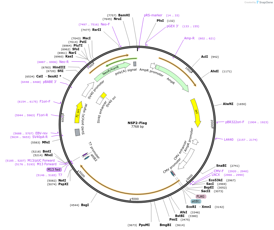 210344-plasmid-map-sequence-id-418210