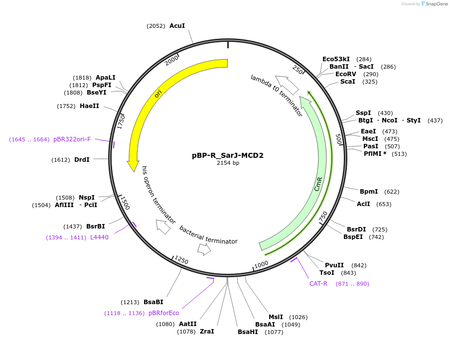 204083-plasmid-map-sequence-id-418211