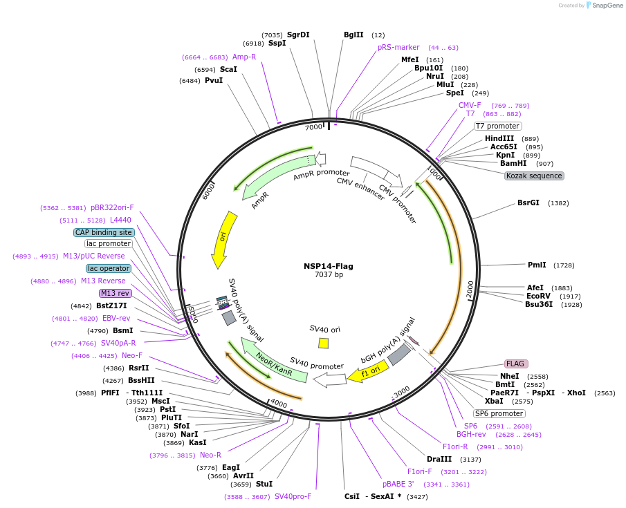 210346-plasmid-map-sequence-id-418213