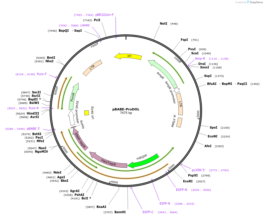 206866-plasmid-map-sequence-id-418214