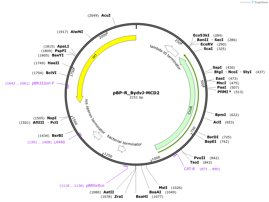 204085-plasmid-map-sequence-id-418215