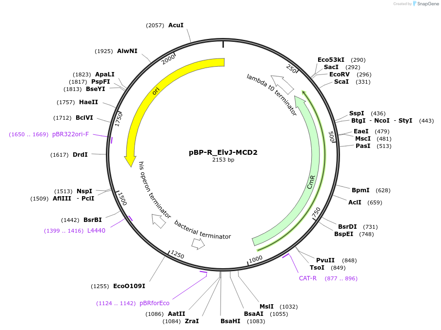 204086-plasmid-map-sequence-id-418216