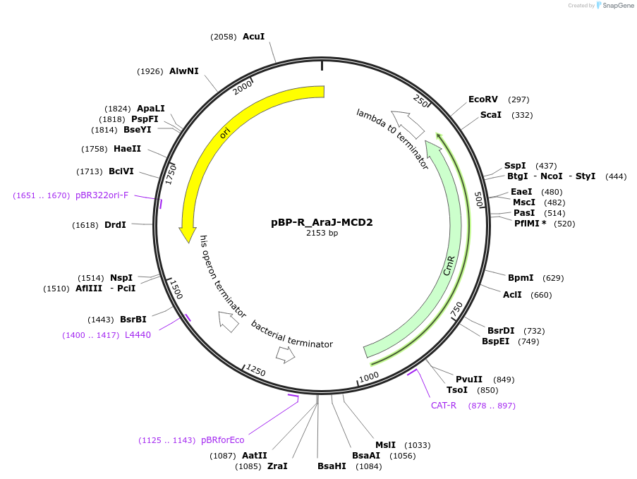 204088-plasmid-map-sequence-id-418218