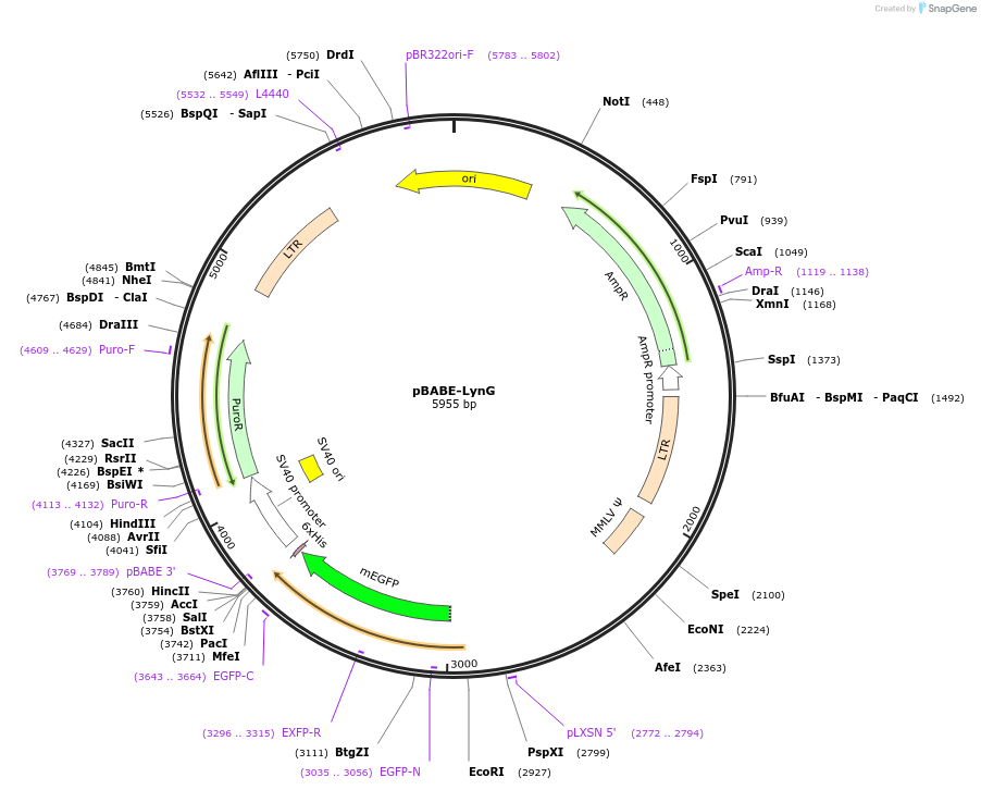 206867-plasmid-map-sequence-id-418219