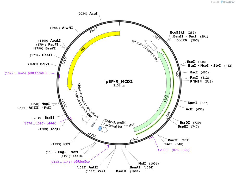 204090-plasmid-map-sequence-id-418222