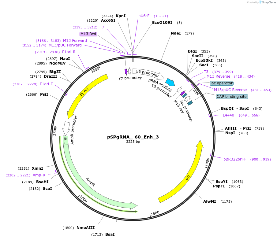 210623-plasmid-map-sequence-id-418227
