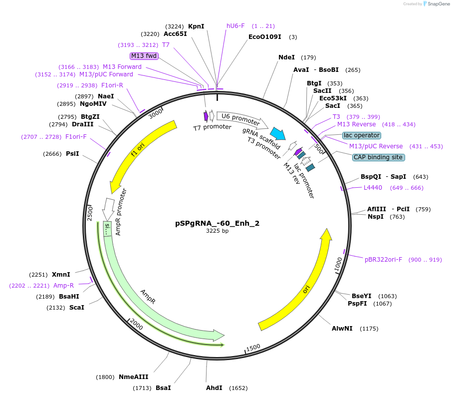 210622-plasmid-map-sequence-id-418239