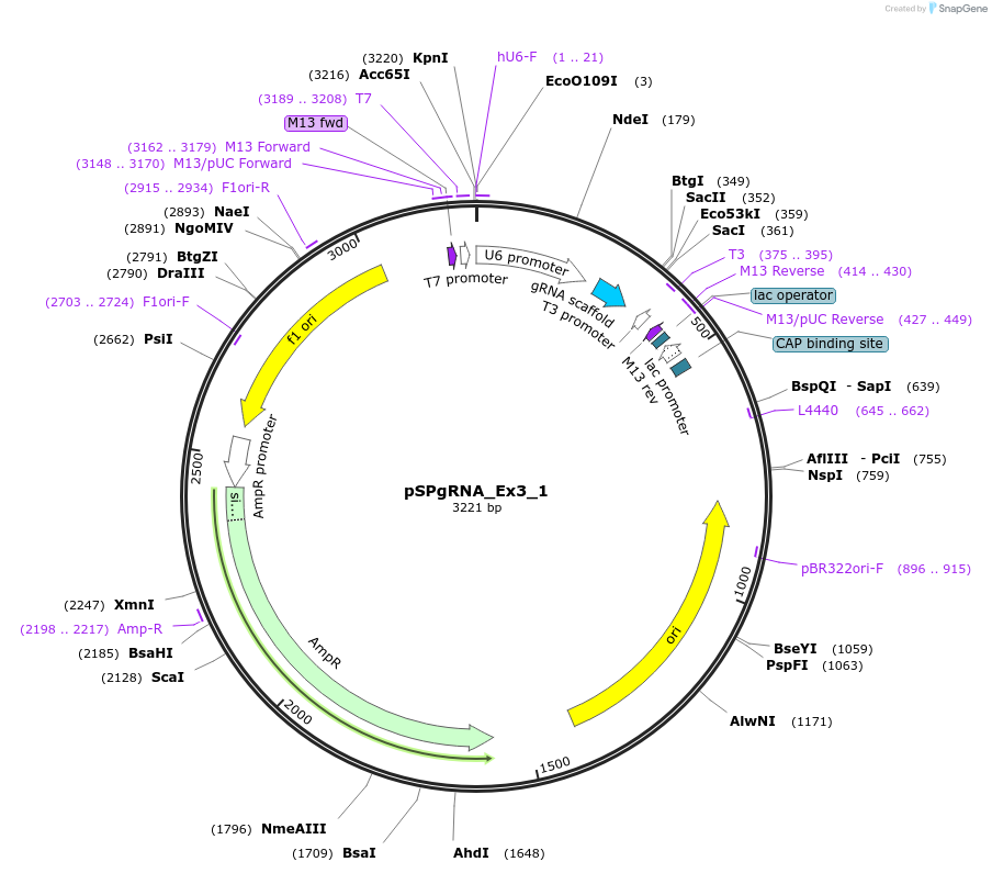 210625-plasmid-map-sequence-id-418244