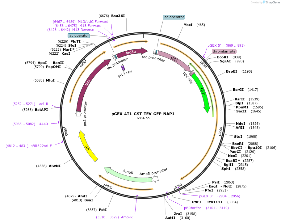 208870-plasmid-map-sequence-id-418255