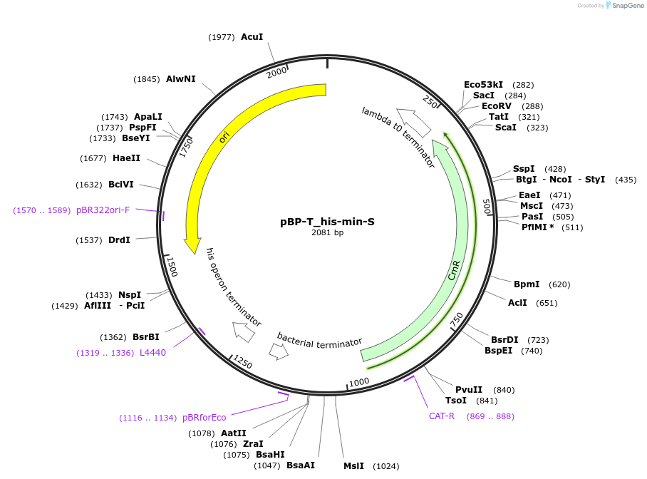 204123-plasmid-map-sequence-id-418256