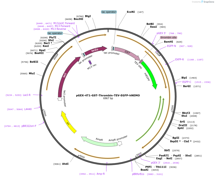 199781-plasmid-map-sequence-id-418258