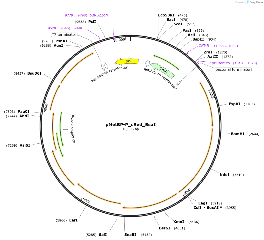 204125-plasmid-map-sequence-id-418259
