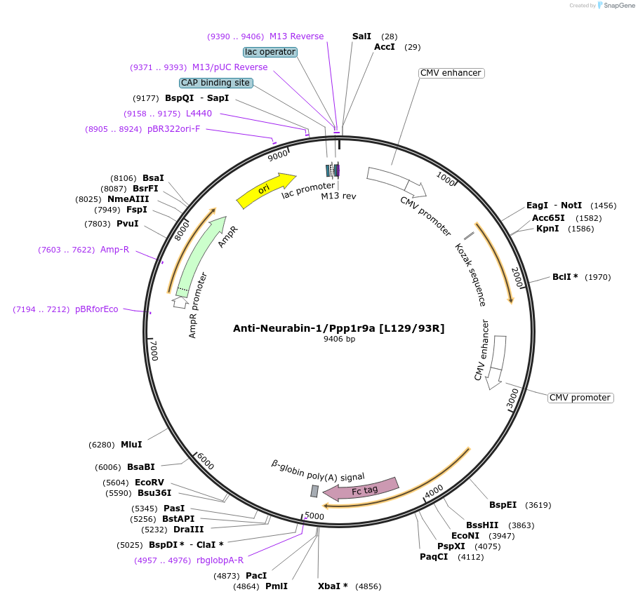 211582-plasmid-map-sequence-id-418260