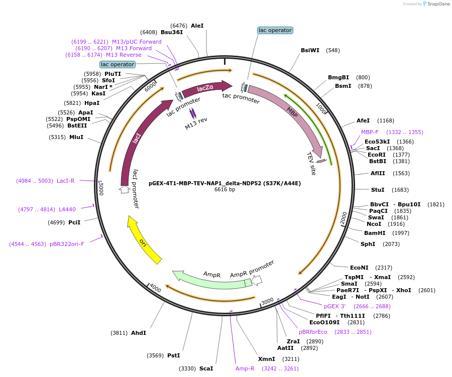 208872-plasmid-map-sequence-id-418262