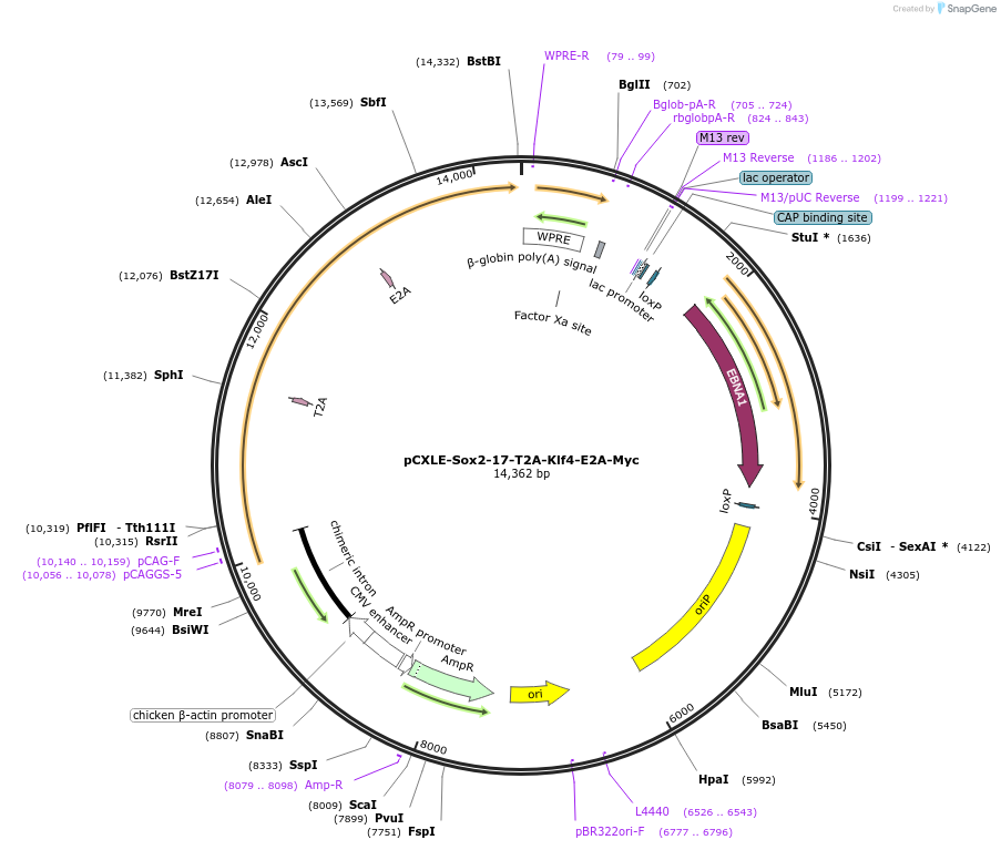 210016-plasmid-map-sequence-id-418270