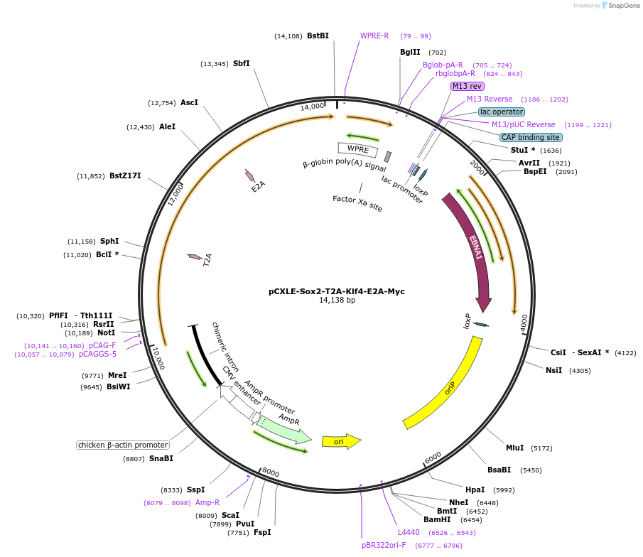 210018-plasmid-map-sequence-id-418279