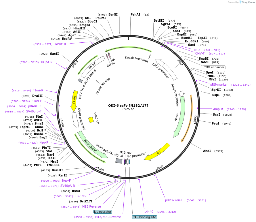 211606-plasmid-map-sequence-id-418281
