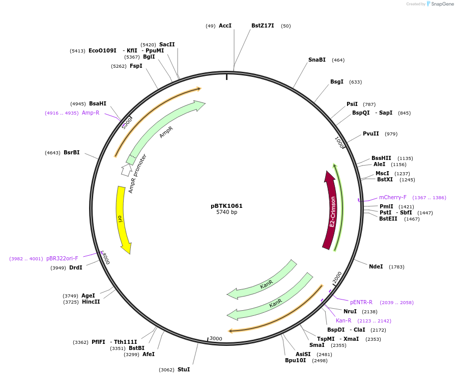 209550-plasmid-map-sequence-id-418282