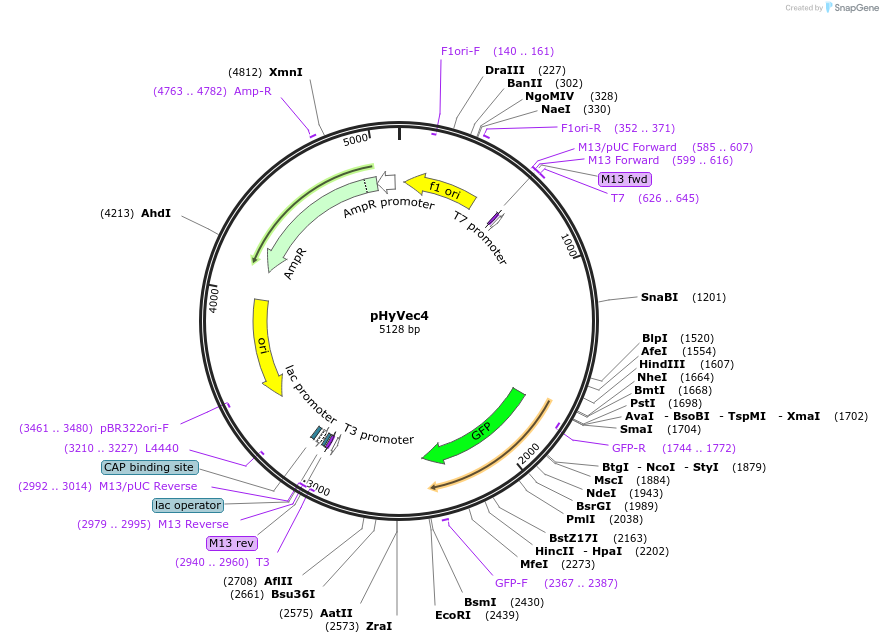 34791-plasmid-map-sequence-id-41829