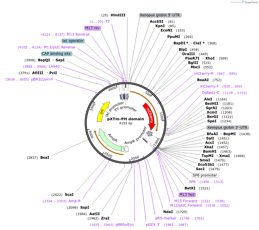 210326-plasmid-map-sequence-id-418293