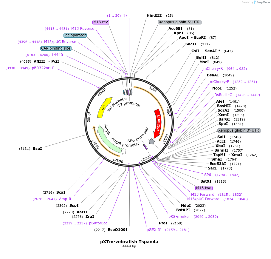 210327-plasmid-map-sequence-id-418296