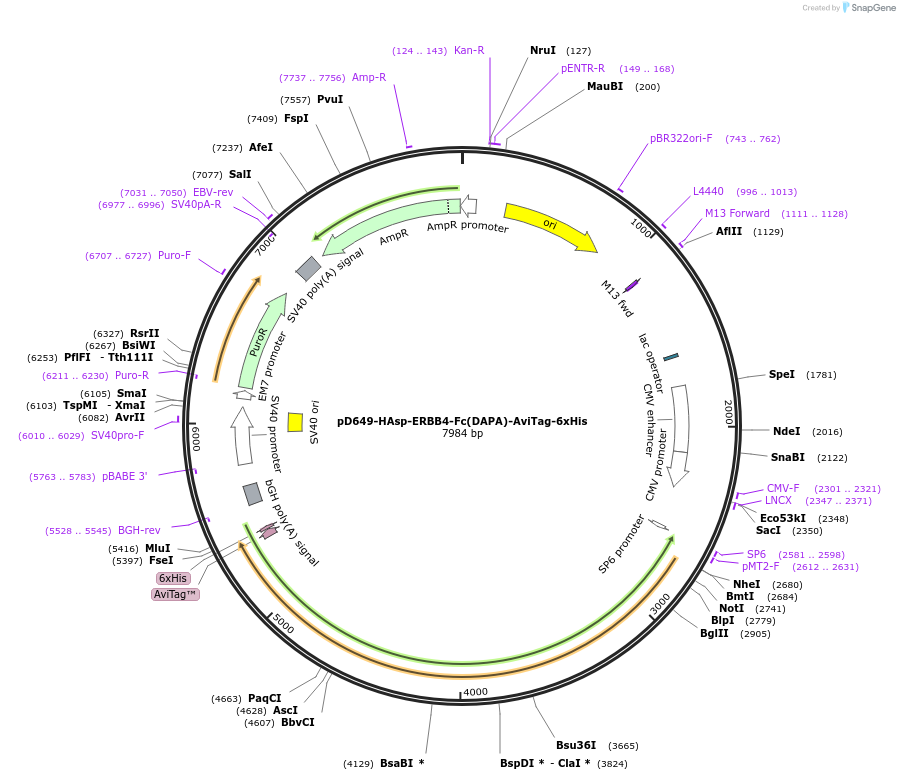 156931-plasmid-map-sequence-id-418297