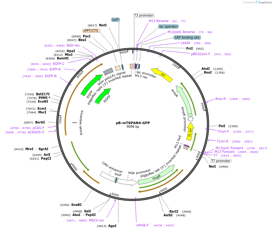 210329-plasmid-map-sequence-id-418299