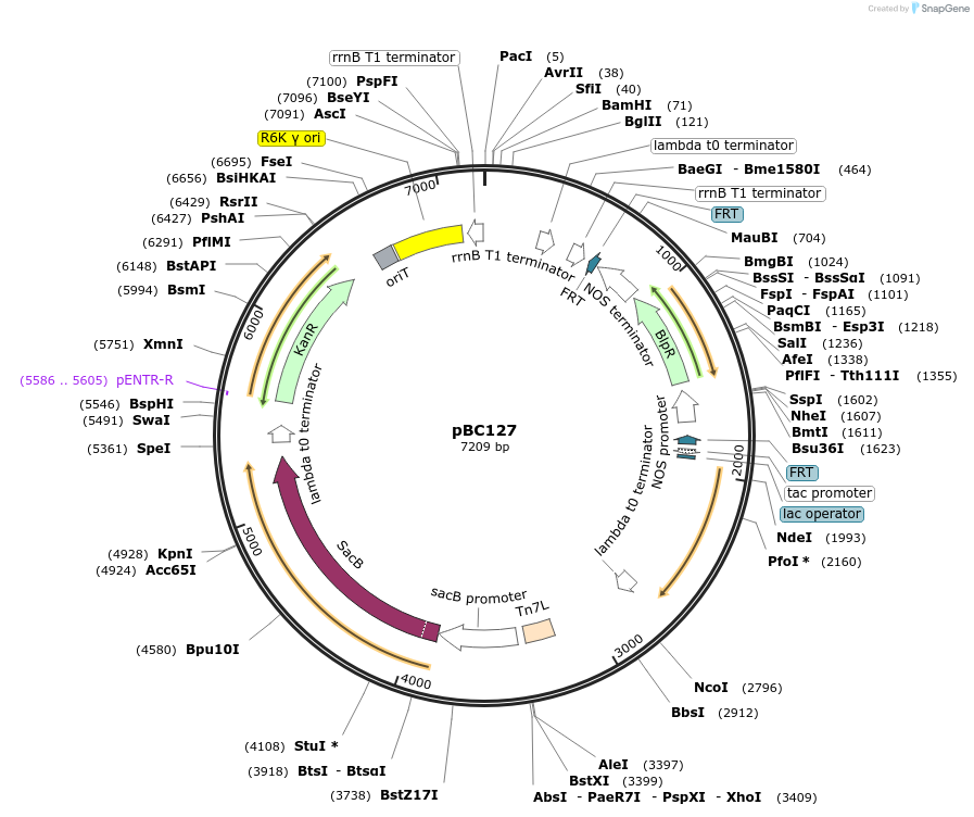 202254-plasmid-map-sequence-id-418300
