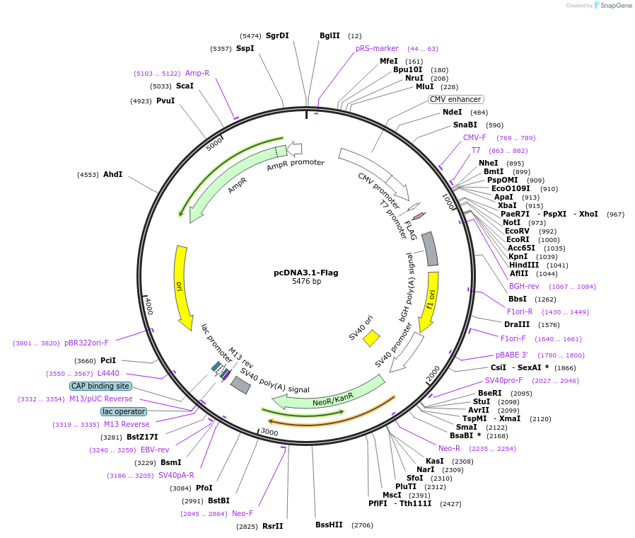 208051-plasmid-map-sequence-id-418310