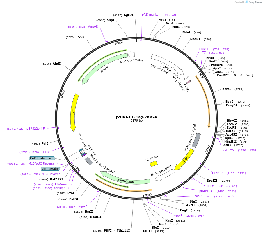 208052-plasmid-map-sequence-id-418311