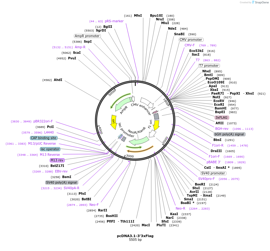 208616-plasmid-map-sequence-id-418312