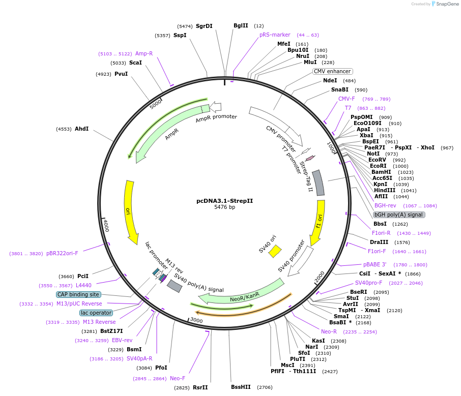208617-plasmid-map-sequence-id-418313