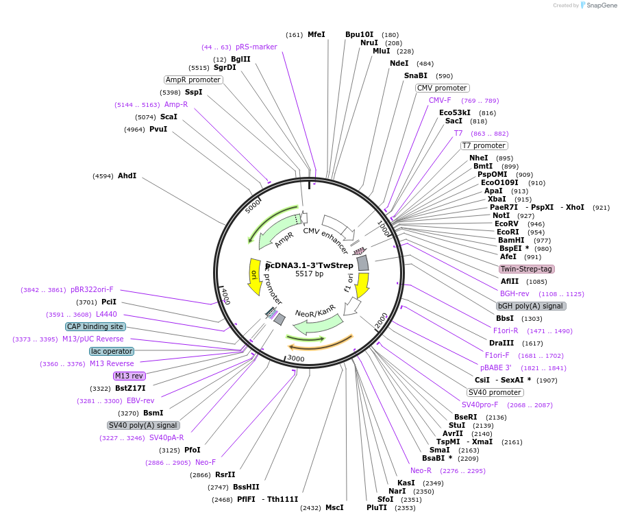 208618-plasmid-map-sequence-id-418314