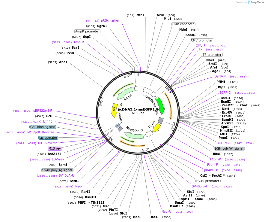 208619-plasmid-map-sequence-id-418315