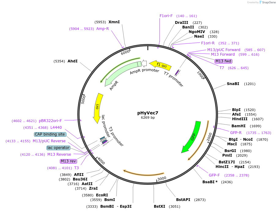 34793-plasmid-map-sequence-id-41832