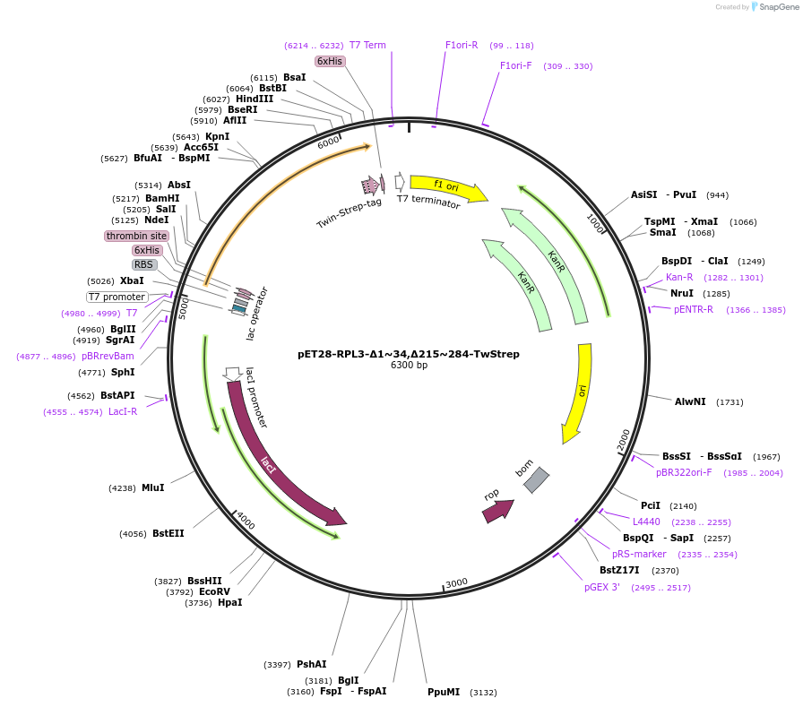 208630-plasmid-map-sequence-id-418338