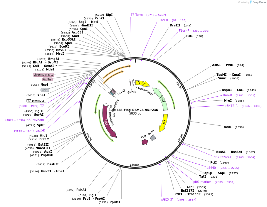 208634-plasmid-map-sequence-id-418349