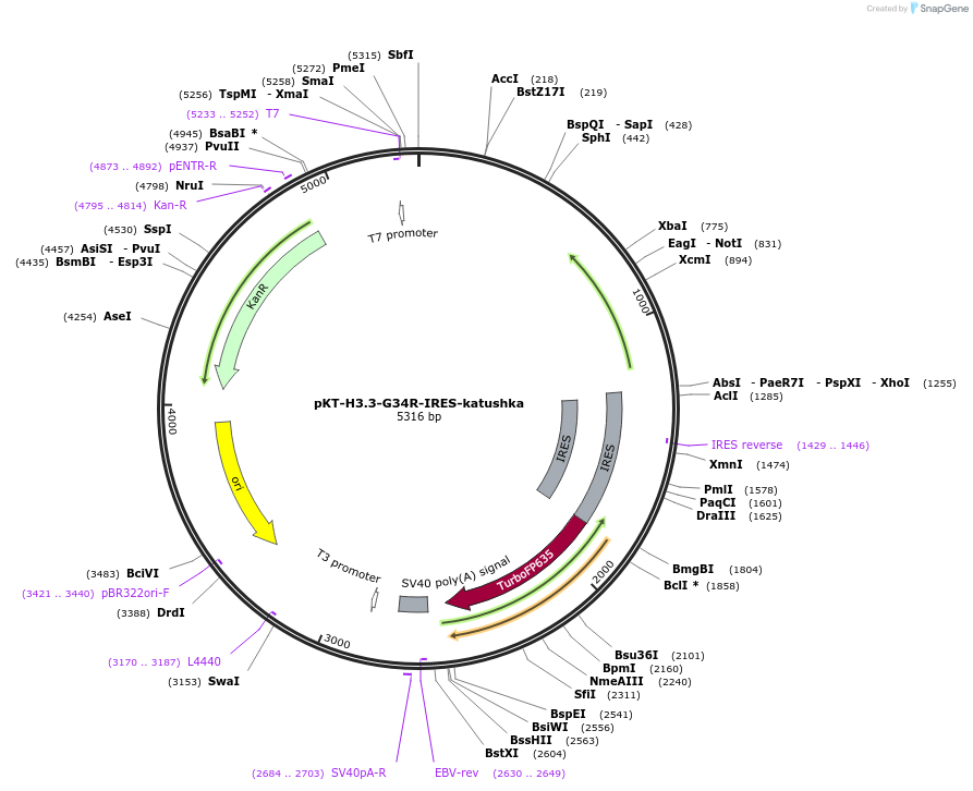 209428-plasmid-map-sequence-id-418354