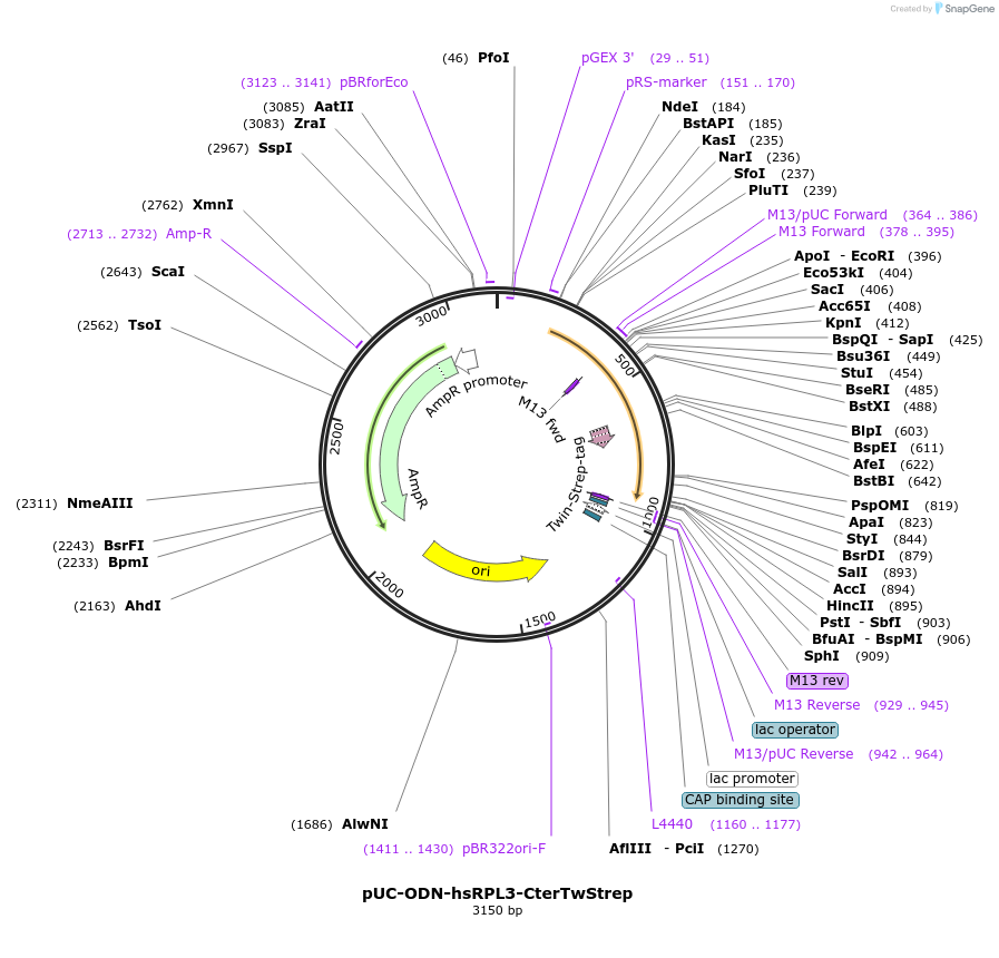 208644-plasmid-map-sequence-id-418358