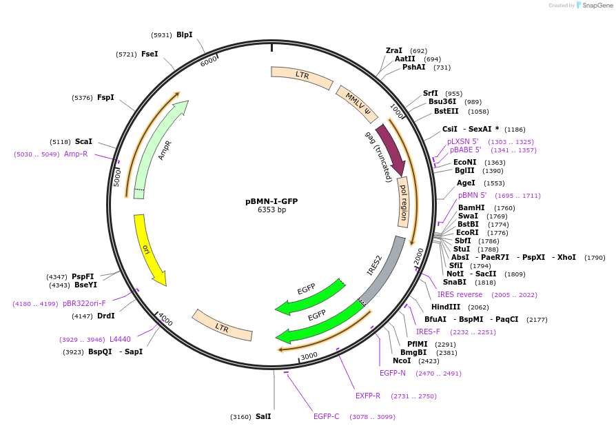 1736-plasmid-map-sequence-id-418359