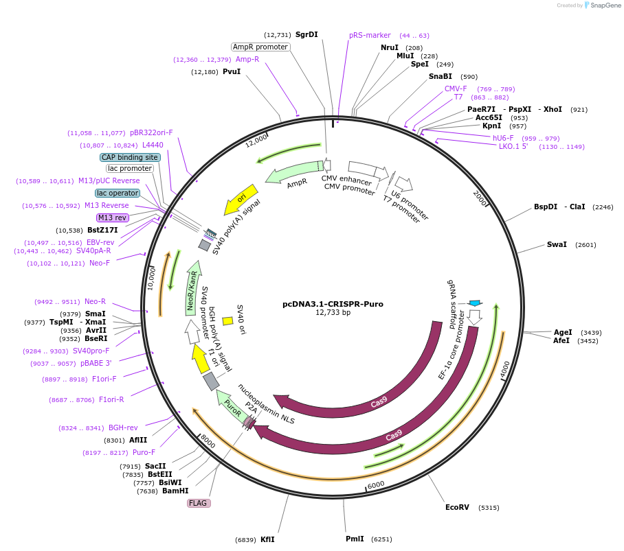208646-plasmid-map-sequence-id-418362