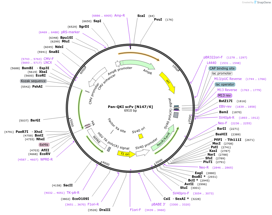 211605-plasmid-map-sequence-id-418365