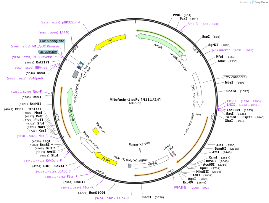 211603-plasmid-map-sequence-id-418367