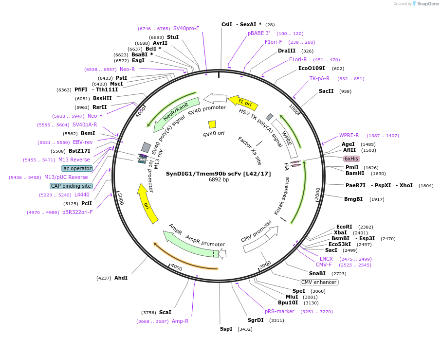211602-plasmid-map-sequence-id-418368