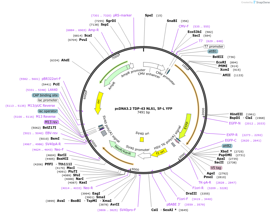84913-plasmid-map-sequence-id-418376