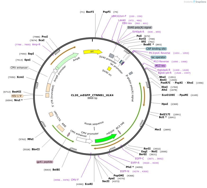 205799-plasmid-map-sequence-id-418379