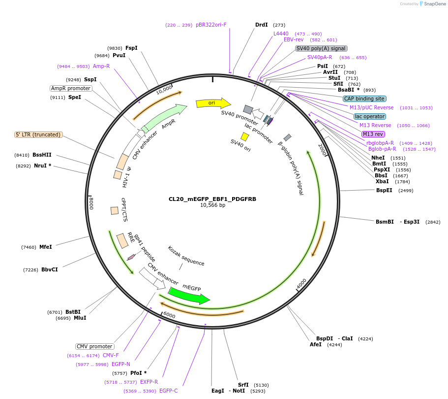205807-plasmid-map-sequence-id-418384